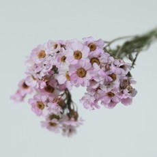 永生花 迷你雛菊 2入, 粉紅色