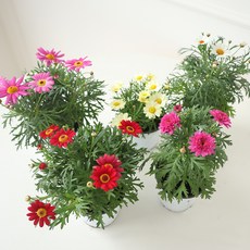 모리앤 목마가렛 2종 세트, 랜덤발송, 1세트