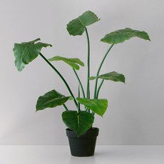 인테리어 알로카시아 M 70cm, 그린, 1개