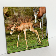 HTP 瓷磚 Gazelle C2974