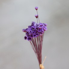 GAPANG 乾花Synensis No. 10 DRYB128, 金紫