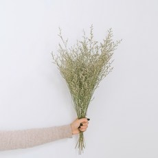 GAPANG 乾花 DRYB08101, 白色數字 01