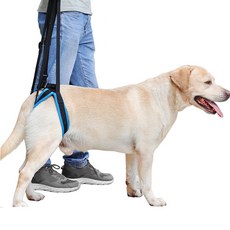 Vijesco Pet 髕骨保護腰圍 M, 1個