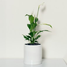 코코도르팜 도자기 화분 대형 스파티필름, 그린, 1개