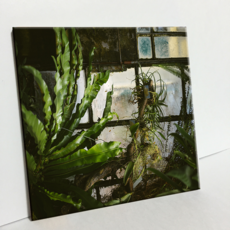 HTTP 磁磚 纏繞的植物 C635