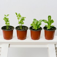 코코도르팜 채소 포트 소형 2종 샐러리 2p + 로메인상추 2p, 랜덤발송(화분포트), 1세트