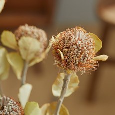 GAPANG 千日紅乾花 DRYB170, 棕色 01