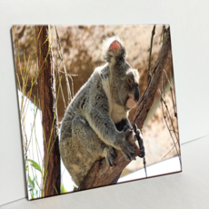 HTP 瓷磚 無尾熊 C838