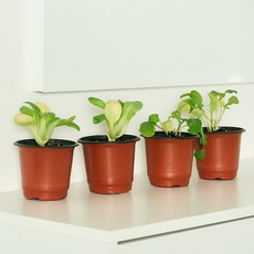 코코도르팜 채소 포트 소형 2종 루꼴라 2p + 청경채 2p, 혼합색상, 1세트