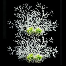 모비딕 인공수초장식 619, 2개