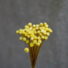 GAPANG 乾花佈置, 02黃色