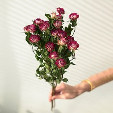 GAPANG 乾花和諧10號, 紅色的