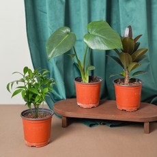 메이크정글 공기정화 포트 식물 소품 몬스테라 + 죽백나무 + 고무나무 세트, 혼합색상, 1세트