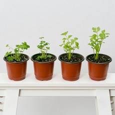 코코도르팜 채소 포트 소형 2종 이탈리안파슬리 2p + 샐러리 2p, 랜덤발송(화분 포트), 1세트