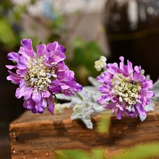 GAPANG 乾燥花 DRYE069, 04號(紫色)