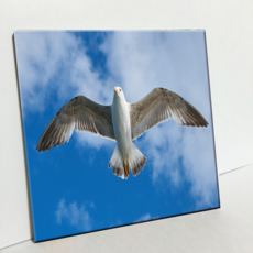 HTP 磁磚 飛翔的海鷗 C2856
