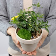 모리앤 독일토분에 심은 개나리 쟈스민, 옐로우, 1개