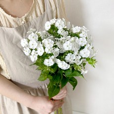 코코도르팜 생화 후록스 5대, 화이트