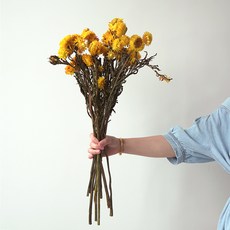 GAPANG 乾花DRYB105, 08號（黃色）