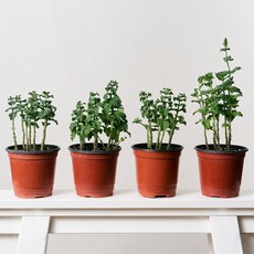 코코도르팜 허브 포트 소형 페퍼민트, 혼합색상, 4개