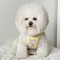 By Damsoomi 狗狗活力短版T恤, 黃色