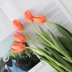 모리앤 튤립 생화단 5대, 자몽오렌지