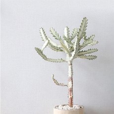 홈앤데코 물만있으면 시공이 가능한 셀프용 인테리어 벽지, 화이트(49598-01)