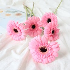 모리앤 생화 거베라 5대, 러블리핑크