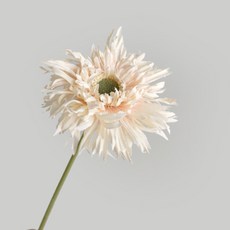 Sso & Young 仿真非洲菊裝飾品人造花 3入, 奶油色, 3個