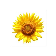 Mont-Noble 帆布畫框 電箱遮蓋 向日葵A, 帆布畫框_向日葵A