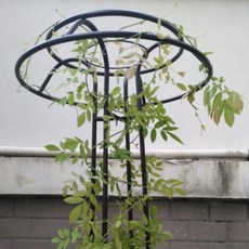 21C Trend 蘑菇植物支撐架, 黑色