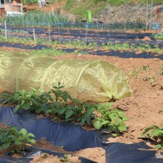 HorTus Garden 防蟲網一體式一鍵小型防蟲溫室, 1個