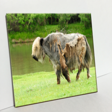HTP 瓷磚 漫步在蒙古草原上的氂牛 C1703, 1個