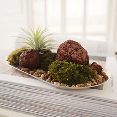 모리앤 천연이끼트레이와 틸란드시아 세트, 그린, 1세트