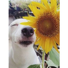 알로데 동물 시리즈 해바라기 벽 장식 보석십자수 DIY 키트 30 x 40 cm, 1세트