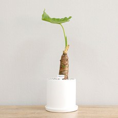 홈트너 알로카시아 중, 1개