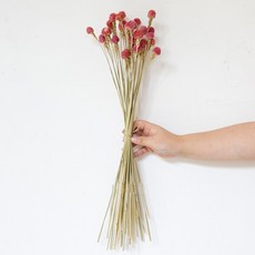 GAPANG 千日紅乾花 DRYB201, 1 號紅色