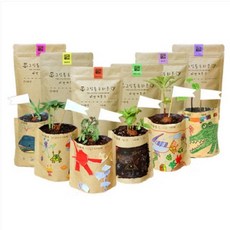 틔움 그림봉투화분 식물키우기 6종 세트, 해바라기, 나팔꽃 ,허브바질, 방울토마토, 봉선화, 패랭이꽃