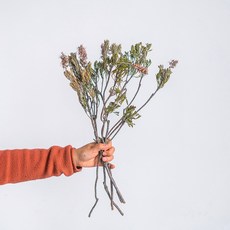 GAPANG 桉樹乾花DRYB121, 綠色（03號）