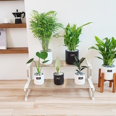 Bandi 不鏽鋼階梯式花盆整理架, 白色, 2層