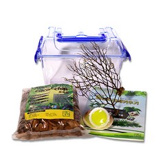 초보용 소라게 키우기 세트 소 + 학습교재, 1세트