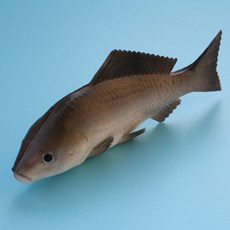 Soniyo 魚形裝飾 室內擺飾 魚模型, TYPE 04