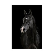 DM Corporation 黑白動物帆布海報 馬