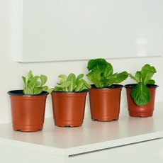 코코도르팜 채소 포트 소형 2종 버터헤드레터스 2p+ 로메인상추 2p, 랜덤발송(화분포트), 1세트