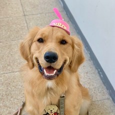 반려동물 귀요미 프로펠러 모자, 핑크, 1개