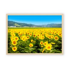 室內裝飾向日葵招財花D海報 + 木框, 米色