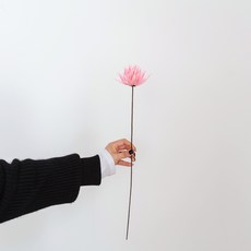 GAPANG 菊花乾燥花, 淺粉色 (02號/DRYB12302)