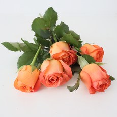 모리앤 장미 생화단 5대, 코랄 오렌지