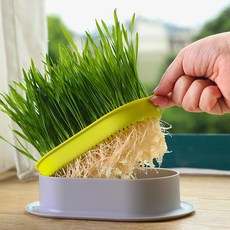 행복한댕냥이 캣그라스 수경재배기, 1개, 15g