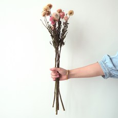 가팡 드라이플라워 DRYB105, 01번 (핑크)